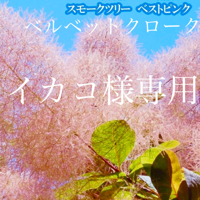 イカコ様専用 ベストピンク ベルベットクローク  ハンドメイドのフラワー/ガーデン(その他)の商品写真