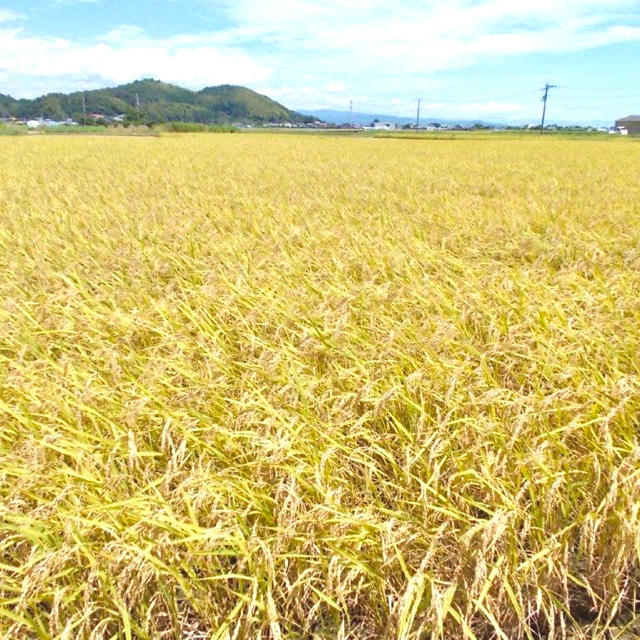 新米！令和２年度 高知県産コシヒカリ １０kg玄米 精米無料 食品/飲料/酒の食品(米/穀物)の商品写真