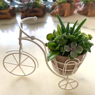 多肉植物寄植✨自転車⑦✨(その他)