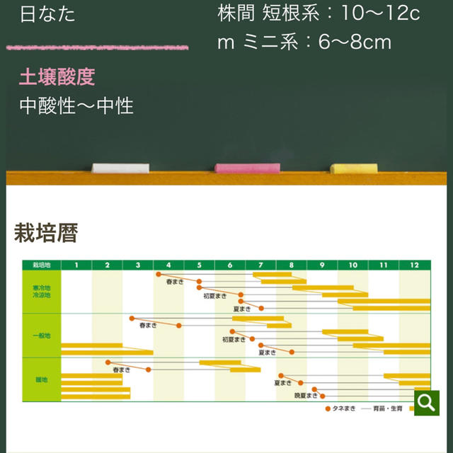 オレンジ 黄色 紫 3色MIXニンジンの種野菜種 30個 食品/飲料/酒の食品(野菜)の商品写真