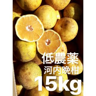 愛媛　低農薬　宇和ゴールド15Kg   河内晩柑(フルーツ)