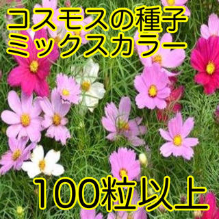 【即購入歓迎】コスモスの種子　ミックスカラー  100粒以上(プランター)