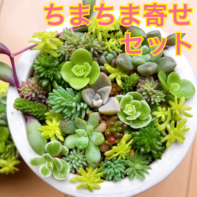 多肉植物 ♡ ちまちま寄せセット ♡ 6【※8/31(月)発送】 ハンドメイドのフラワー/ガーデン(その他)の商品写真