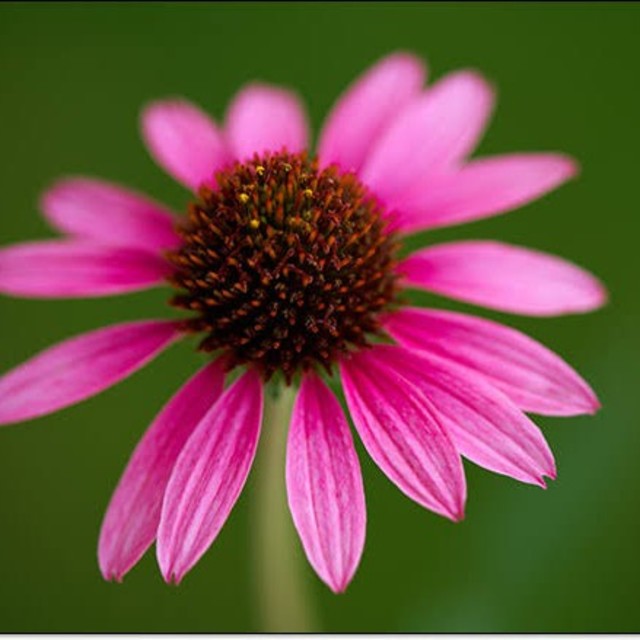 ☆E マウント☆ タムロン TAMRON SP 90mm F2.5 52BB | www.fk