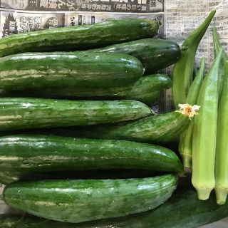 無農薬栽培きゅうり1.1キロ(野菜)