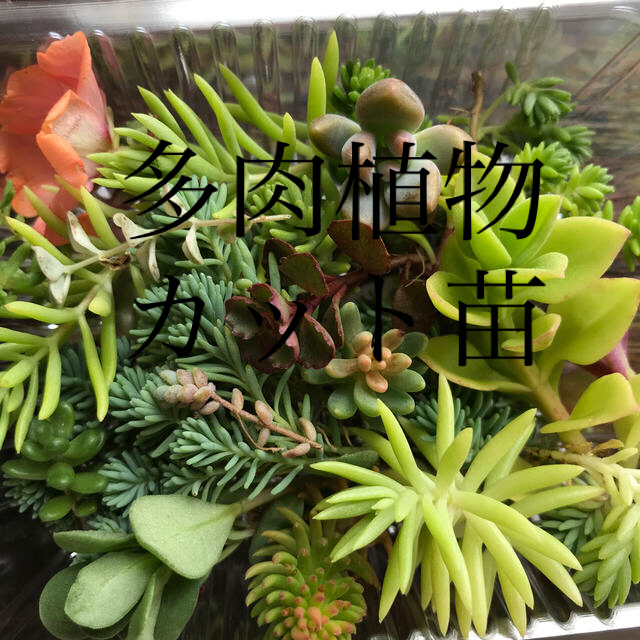 多肉植物カット苗セット ハンドメイドのフラワー/ガーデン(その他)の商品写真