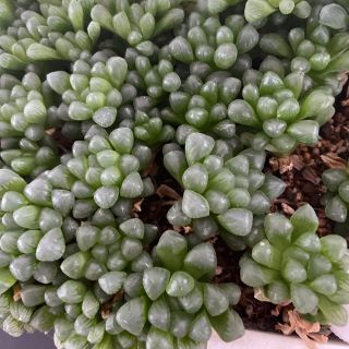 多肉植物 水晶カクタス ハオルチア オブツーサ お1つ 特価の通販 By はなラブ多肉ショップ ラクマ 多肉植物 水晶カクタス ハオルチア オブツーサ お1つ 特価の通販 By はなラブ多肉ショップ ラクマ