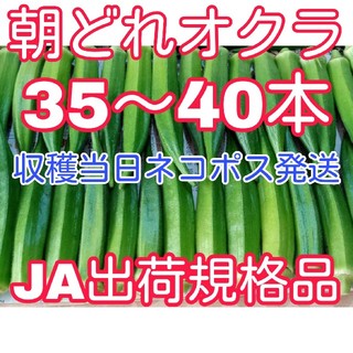 35～40本　朝採れ　オクラ　高知県産　おくら　収穫当日発送　　(野菜)