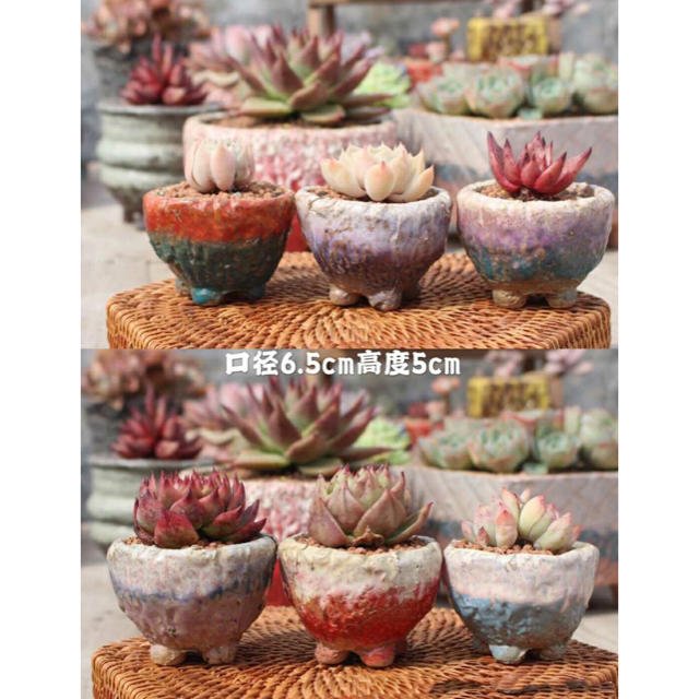 多肉植物 6個 ミニ鉢 鉢のみ-secretariasocios.divulgaciondinamica.es