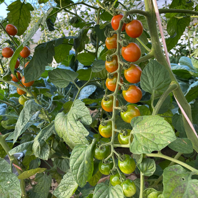 トマトミックス5Kg 食品/飲料/酒の食品(野菜)の商品写真