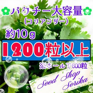 パクチー(コリアンダー)大容量！　家庭菜園 野菜 ハーブ 種 830(その他)