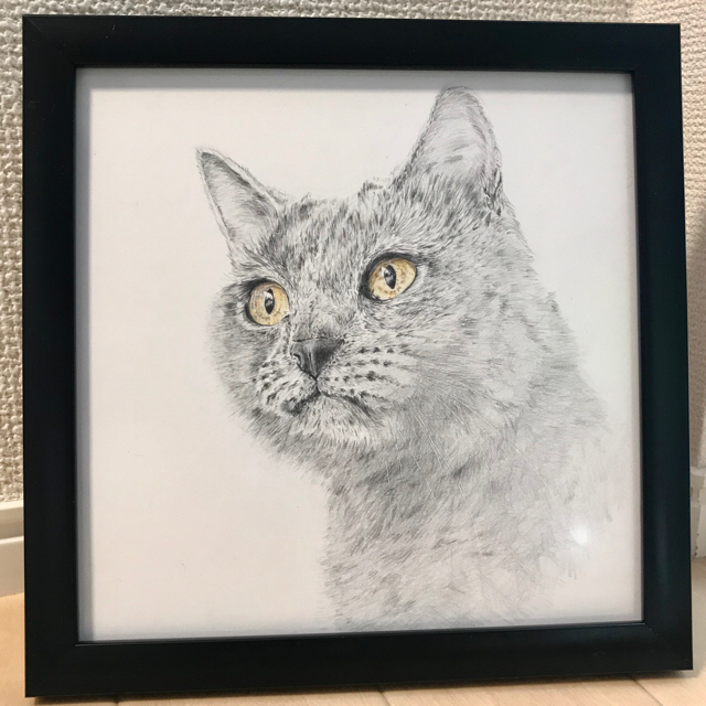 色鉛筆画　くろねこ