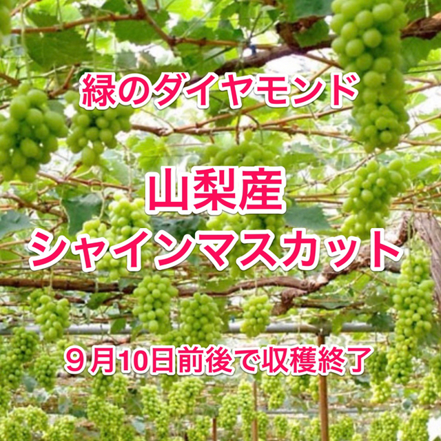 山梨県産●A級良品シャインマスカット（2kg）3〜4房 食品/飲料/酒の食品(フルーツ)の商品写真