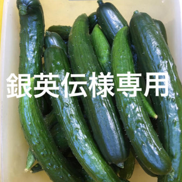 きゅうり 食品/飲料/酒の食品(野菜)の商品写真