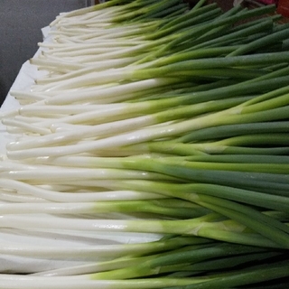 鳥取県境港産 白ねぎ（長ねぎ）3kg(野菜)
