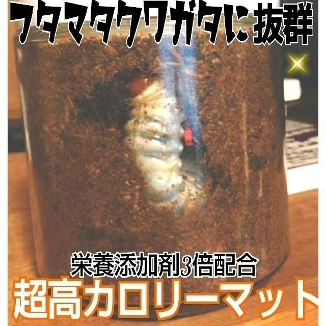 フタマタクワガタが巨大化！生オガ特殊発酵　栄養添加剤3倍配合！超高カロリーマット