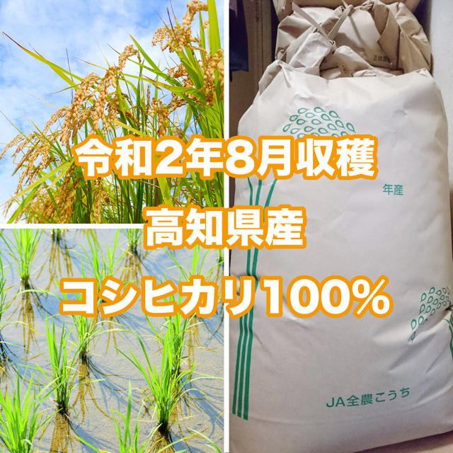 高知県産 新米コシヒカリ100% 30kg  精米込-高知市内直接手渡し可能な方食品/飲料/酒