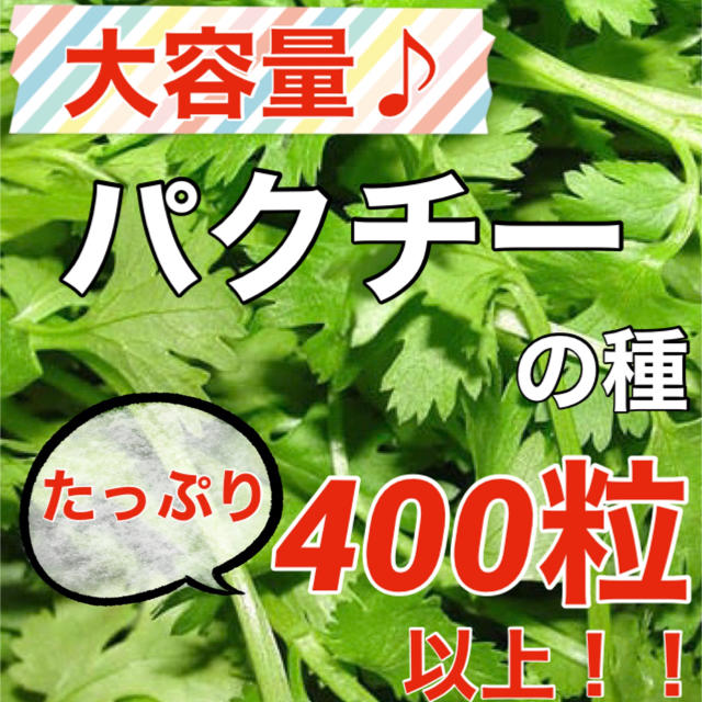 【大人気‼️】コリアンダー(パクチー)の種 約400粒‼️ ハーブ 野菜 タネ 食品/飲料/酒の食品(野菜)の商品写真