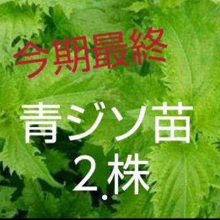 青ジソの苗 2株(野菜)