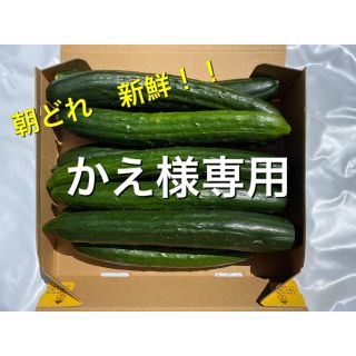 朝どれきゅうり　宮崎県産　訳あり(野菜)