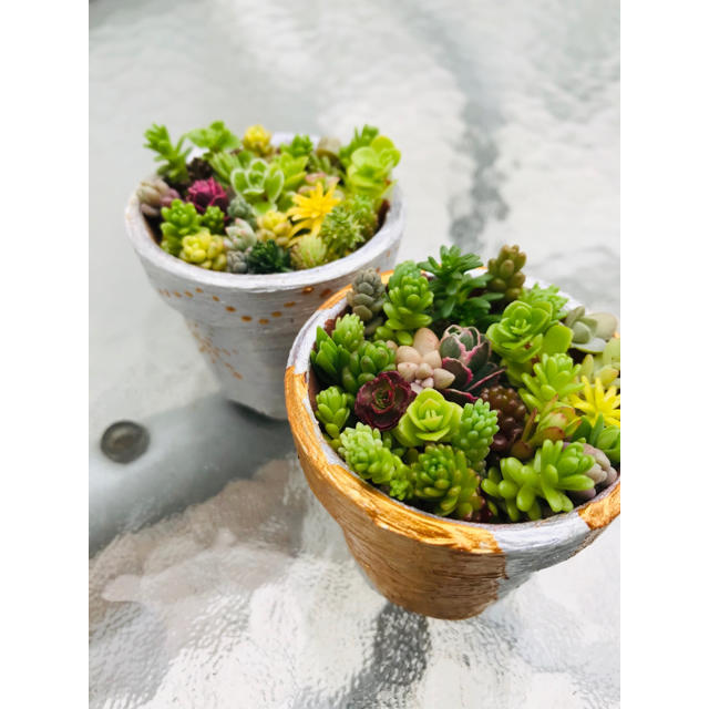 多肉植物⭐︎セダム　カット苗 ハンドメイドのフラワー/ガーデン(その他)の商品写真