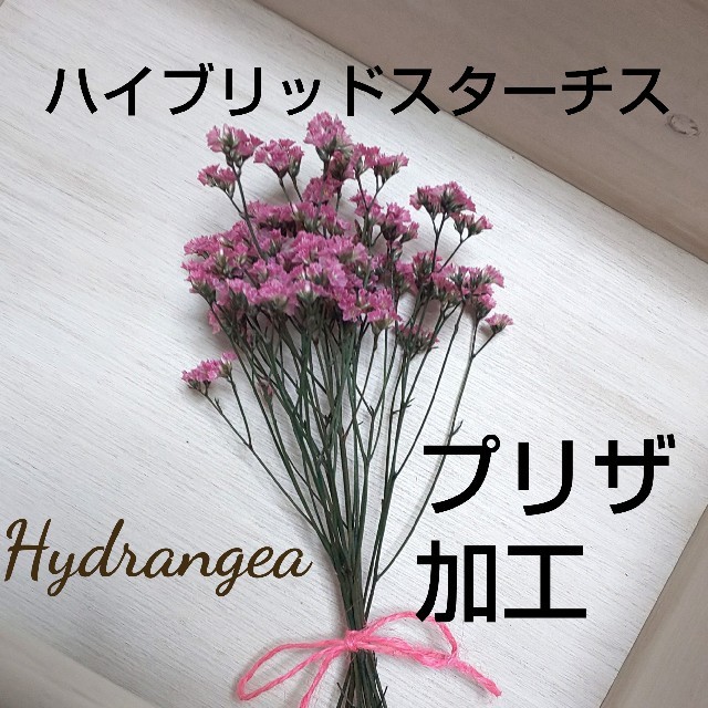 ハイブリッドスターチス　プリザーブドフラワー♬ピンク♬少量♬ハンドメイドに★ ハンドメイドのフラワー/ガーデン(ドライフラワー)の商品写真