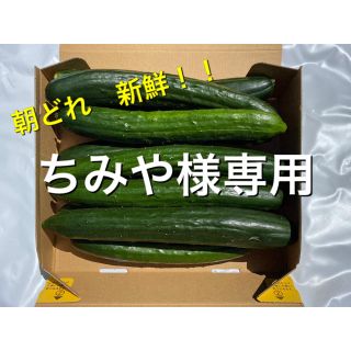 朝どれきゅうり　宮崎県産　訳あり(野菜)