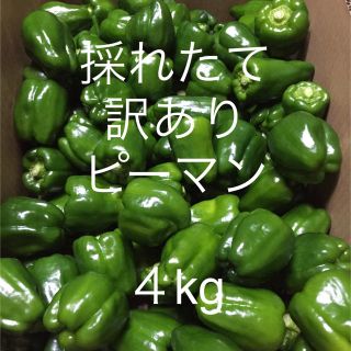 送料無料 採れたて 訳あり ピーマン 4kg 採れたて発送致します！！(野菜)