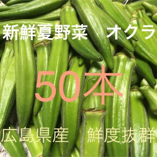 朝採り収穫鮮度抜群自然栽培農薬不使用広島県産新鮮生野菜おくら50本セット(野菜)