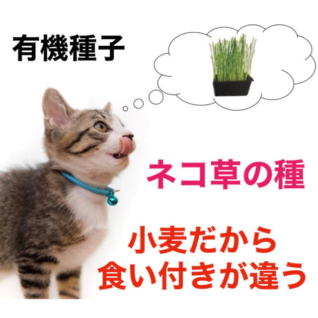 【有機オーガニック】小麦‼️ねこ草の種 10ml 犬 猫 ペットフード 猫草 食品/飲料/酒の食品(野菜)の商品写真