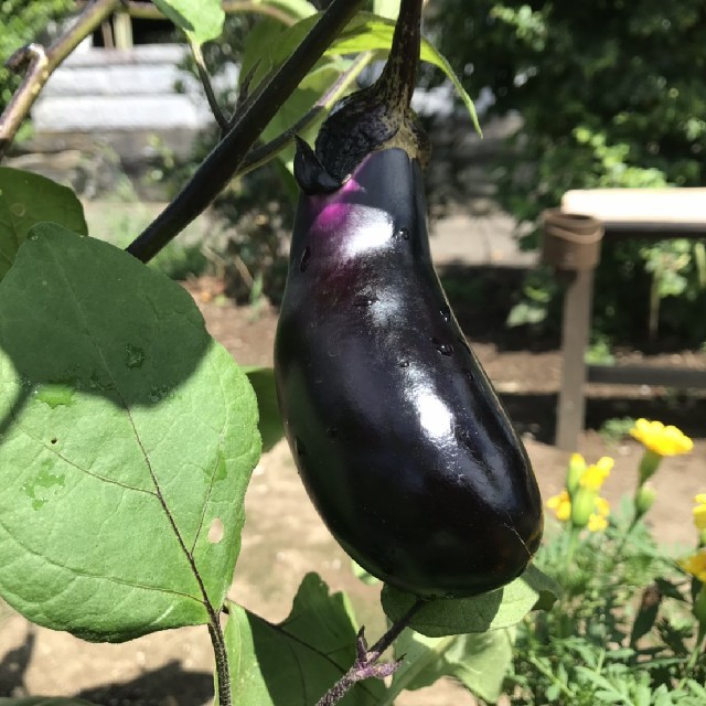 野菜箱詰め【野菜おまかせ♪野菜おためし】新鮮朝採り空芯菜増量セット★当日発送 食品/飲料/酒の食品(野菜)の商品写真