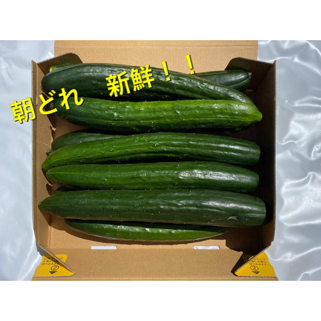 朝どれきゅうり　宮崎県産　訳あり 食品/飲料/酒の食品(野菜)の商品写真