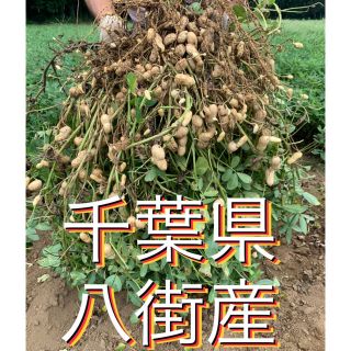 9月2週目収穫分 千葉県八街産おおまさり1キロ(野菜)