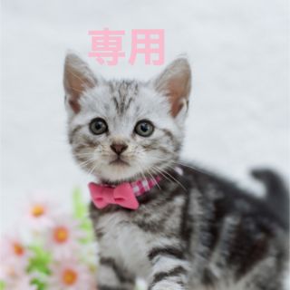 72ページ目 - ピアス特集6,000点以上 |ラクマ