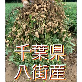 9月2週目収穫分 千葉県八街産おおまさり2キロ(梱包資材込み)(野菜)