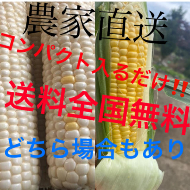 masa様専用 食品/飲料/酒の食品(野菜)の商品写真