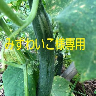 みずわいこ様専用(野菜)