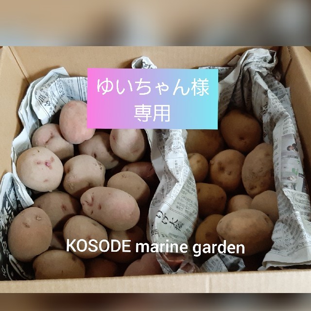 専用)アンデスレッド & きたあかりセット 食品/飲料/酒の食品(野菜)の商品写真