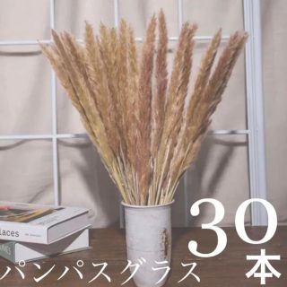 フランフラン(Francfranc)のパンパスグラス◉ニュアンスカラーのたっぷり30本セット(ドライフラワー)