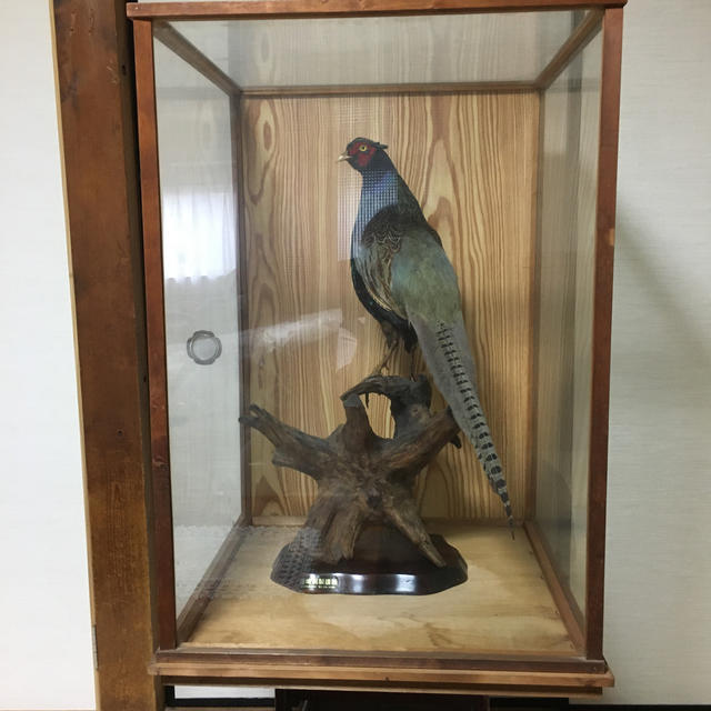鳥 きじ (剥製)の通販 by まめちゃんshop|ラクマ 鳥 きじ (剥製)の通販 by まめちゃんshop|ラクマ