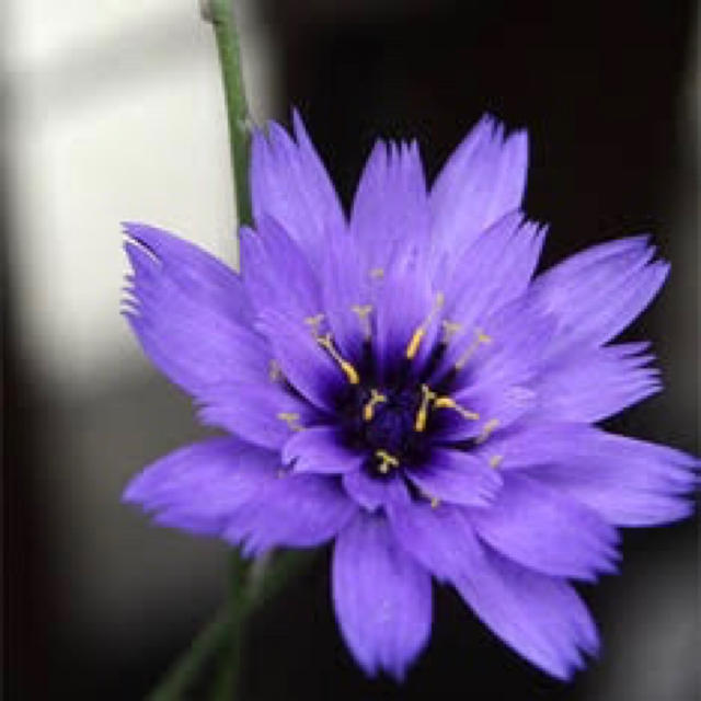 カタナンケ(ルリニガナ) 毎年咲く、青い花♡ブルーガーデンにぴったり♪ ハンドメイドのフラワー/ガーデン(その他)の商品写真