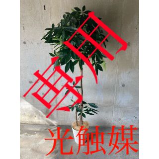 光触媒　人工観葉植物　抗菌消臭　ウォールグリーン　特大パキラ17770(置物)