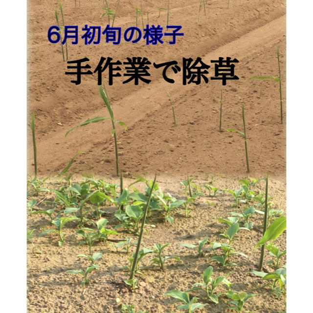 若取り　新生姜　鹿児島産　100サイズ箱 食品/飲料/酒の食品(野菜)の商品写真