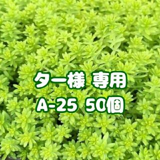 ☆プラ鉢2.5号【A-25】50個 スリット鉢 丸 プレステラ 多肉植物(プランター)