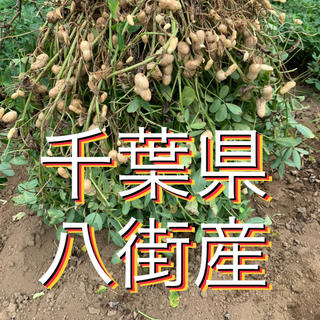 9月9日収穫分 千葉県八街産おおまさり1キロ(野菜)