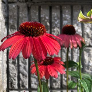 エキナセア　ルージュノワール  花の種(その他)