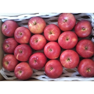 小粒りんご 18個入り 秋田県横手市産 品種さんさ(フルーツ)
