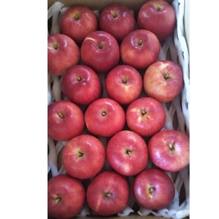 小粒りんご 18個入り 秋田県横手市産 品種さんさ(フルーツ)