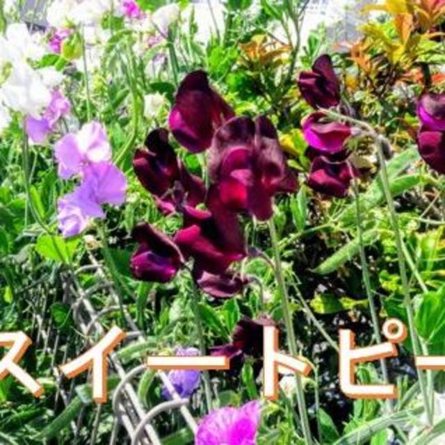 スイートピーの種　ミックス　40粒 ハンドメイドのフラワー/ガーデン(その他)の商品写真