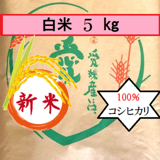 お米　令和２年　愛媛県産コシヒカリ　白米　5㎏(米/穀物)